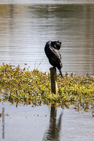 Obraz great cormorant on the lake shore
