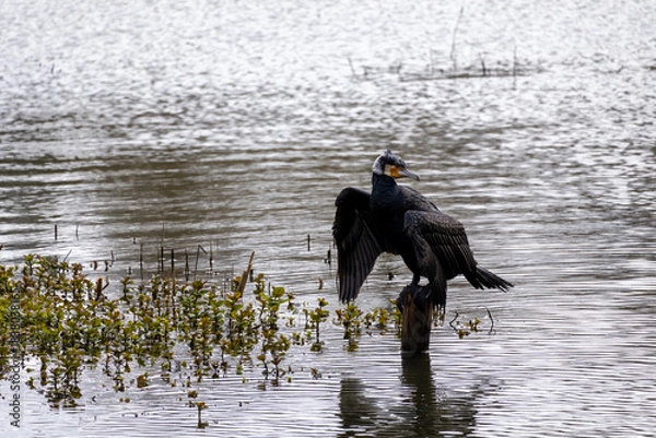 Obraz great cormorant on the lake shore