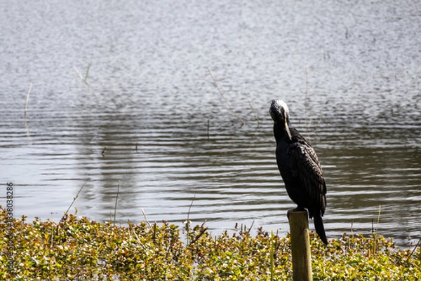 Obraz great cormorant on the lake shore