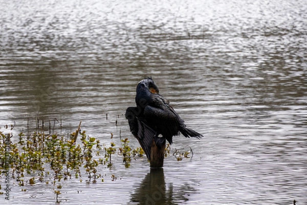 Obraz great cormorant on the lake shore