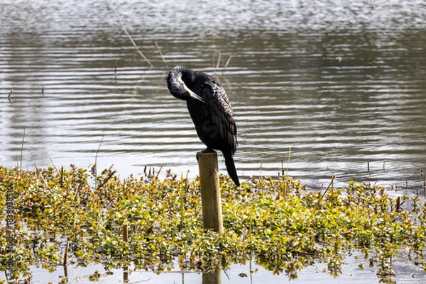 Obraz great cormorant on the lake shore