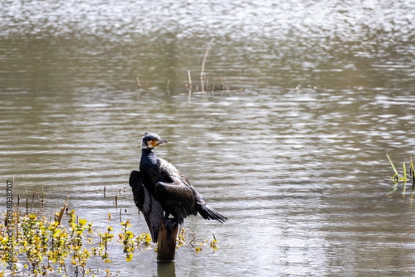Obraz great cormorant on the lake shore