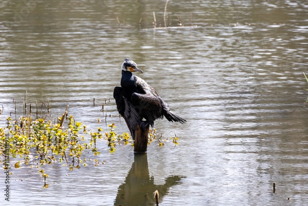 Obraz great cormorant on the lake shore