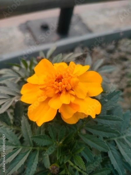 Obraz yellow flower on a green background