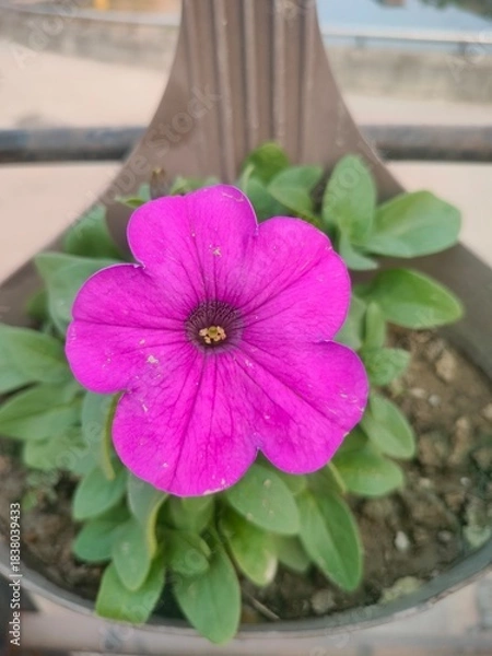 Obraz pink flower in a pot