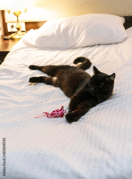 Fototapeta black cat lying relaxed on a bed with a white blanket in a cozy apartment in the evening, with a toy mouse next to the pet