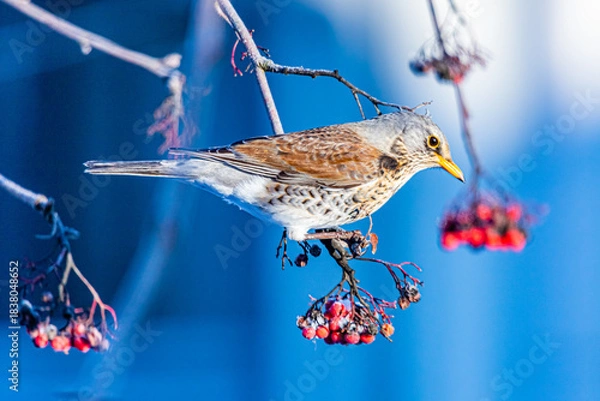 Obraz Wacholderdrossel