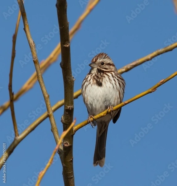 Obraz Song sparrow