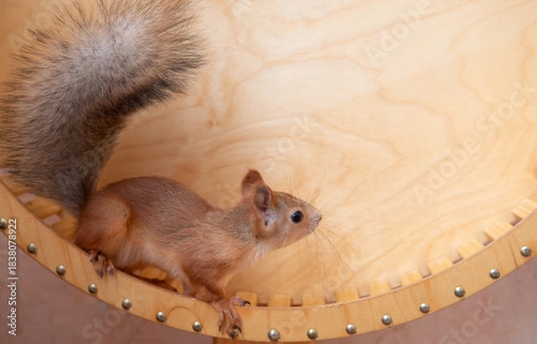 Obraz squirrel runs in a wheel