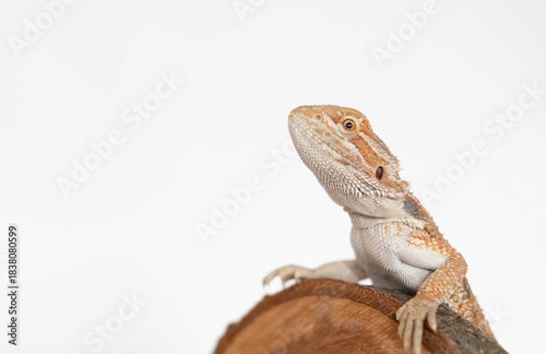 Fototapeta baby agama lizard isolated on a white background