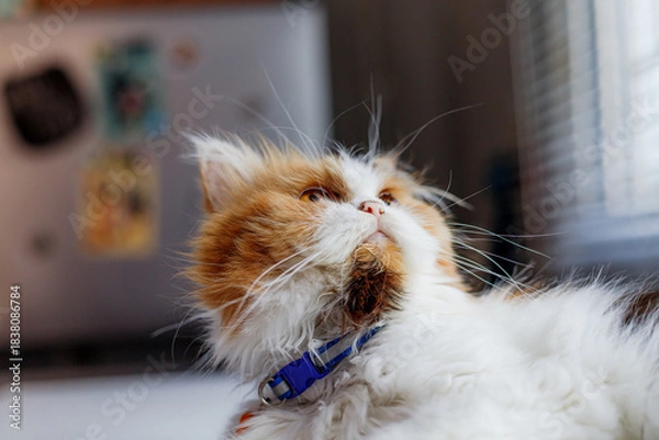 Fototapeta Fluffy Calico Cat Sitting Calmly