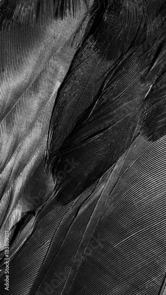 Obraz black feathers with visible details. background or texture