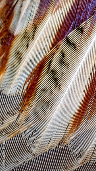 Obraz colored pheasant feathers with a visible texture. background
