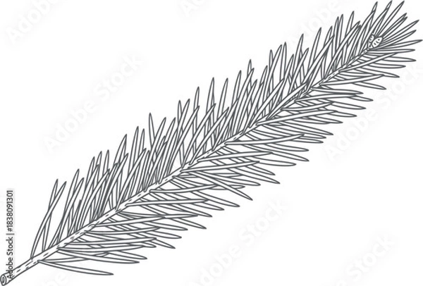 Obraz Detailed black and white sketch of a pine tree branch