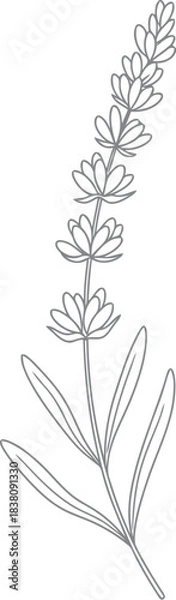 Obraz Elegant black and white sketch of a delicate lavender sprig