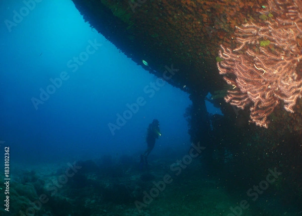 Obraz Diver Exploring Sunken Ship in Aruba