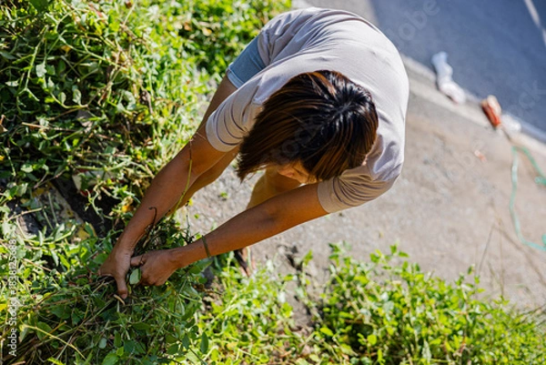 Obraz Woman Pulls Weeds In Front Garden