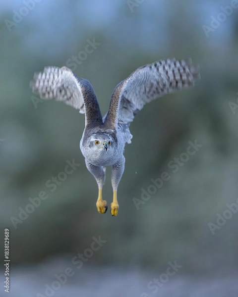 Obraz Northern goshawk in flight with forest background