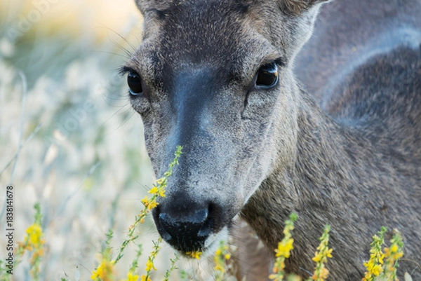 Obraz Close up of mule deer eating deer weed flowers.  Photograph taken at Rocky Peak Park near Simi Valley, California.  
