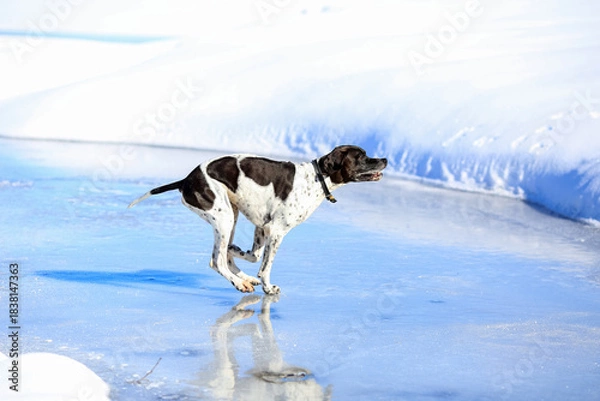 Obraz Dog english pointer