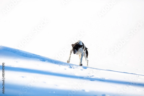 Obraz Dog english pointer