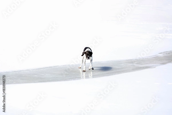 Obraz Dog english pointer