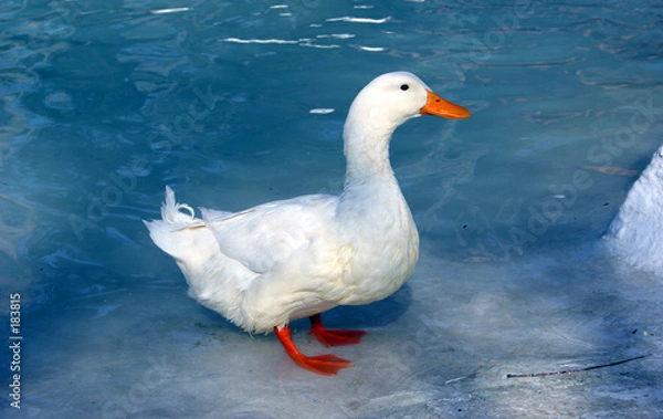 Fototapeta Biała kaczka na niebiesko