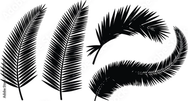Fototapeta Elegant black and white palm fronds arranged in a botanical composition