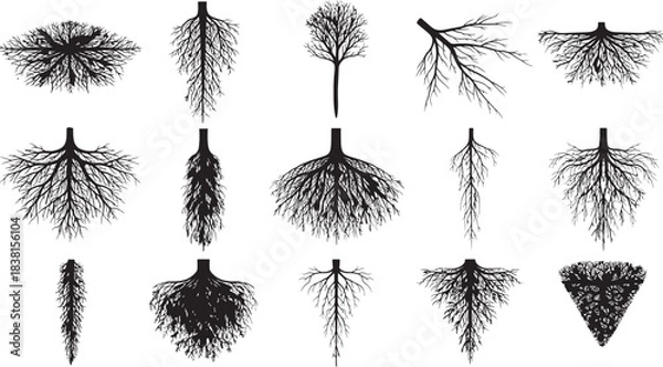 Fototapeta Collection of detailed botanical root system illustrations in a vintage engraving style