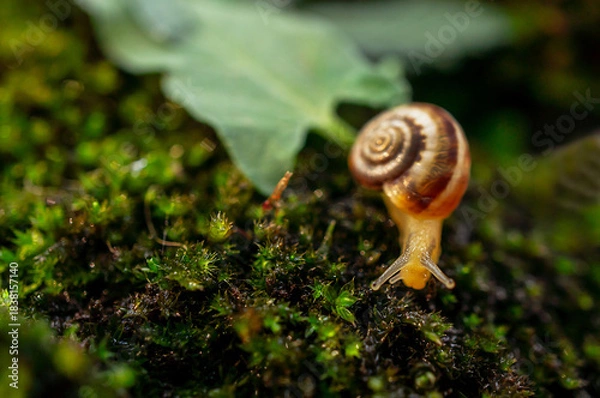 Fototapeta close-up of a freshly hatched Achatina fulica snail crawling on wet moss in forest , natural micro ecosystem, zoology copy space