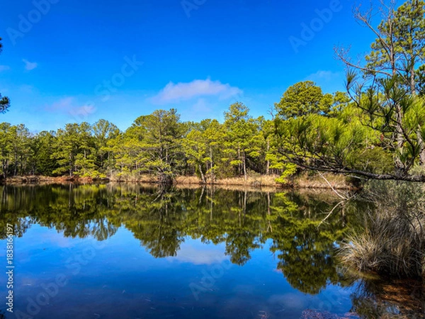 Fototapeta Reflection of trees in water