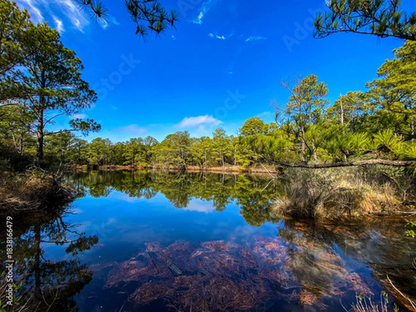 Fototapeta Reflection of trees in water