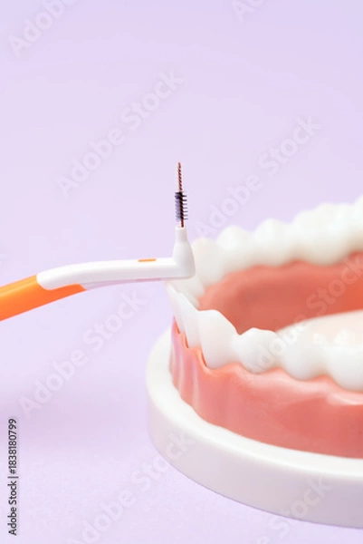 Obraz Interdental brush on dental model close-up view, vertical