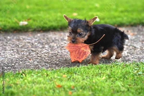 Obraz yorkie playing