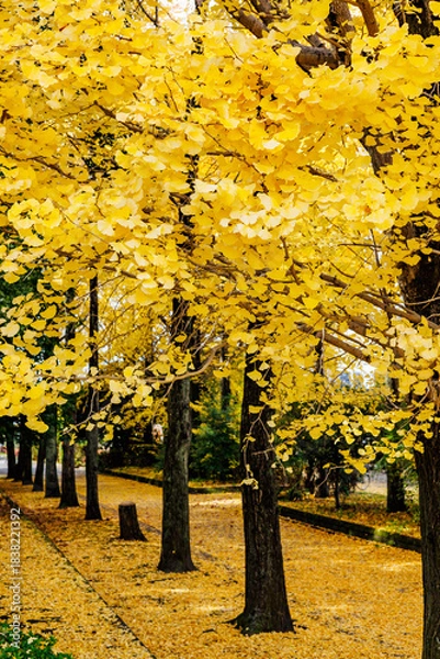 Obraz 黄色く色づいたイチョウ並木(栃木県　宇都宮東公園)