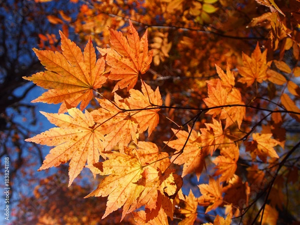 Obraz ハウチワカエデの紅葉