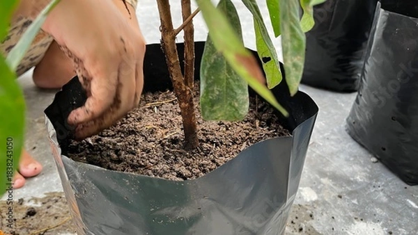 Fototapeta A hand is planting a tree in a pot