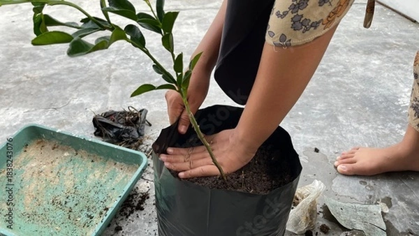 Fototapeta A hand is planting a tree in a pot