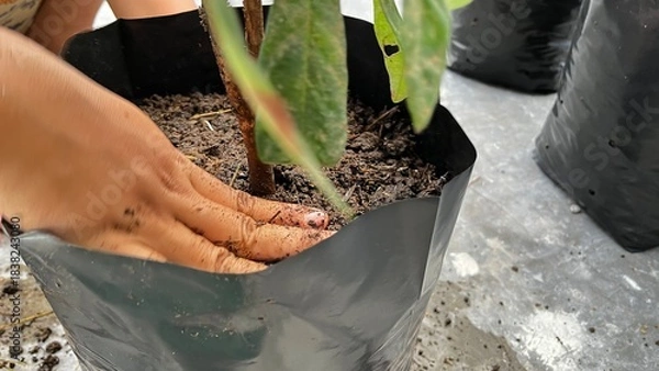 Fototapeta A hand is planting a tree in a pot