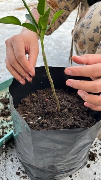 Fototapeta A hand is planting a tree in a pot