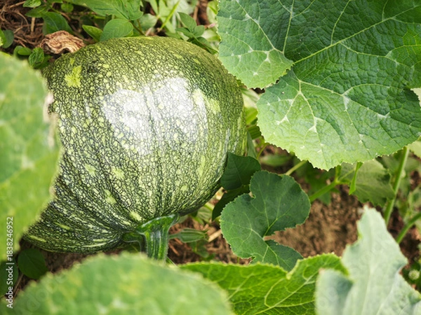 Obraz young pumpkin in the garden