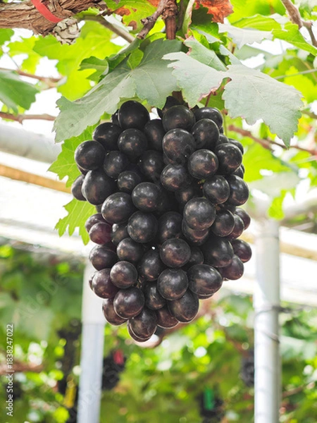 Obraz black grape in the garden