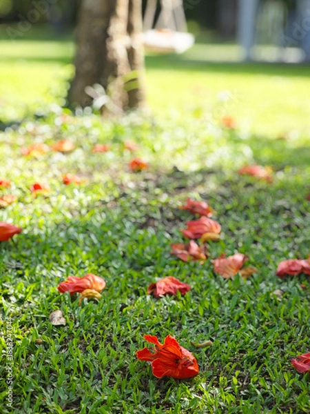 Obraz African tulip tree on green grass