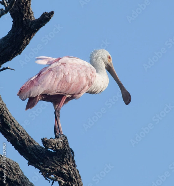 Obraz Roseate Spoonbill in a tree