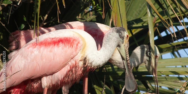 Obraz Roseate Spoonbill in a tree