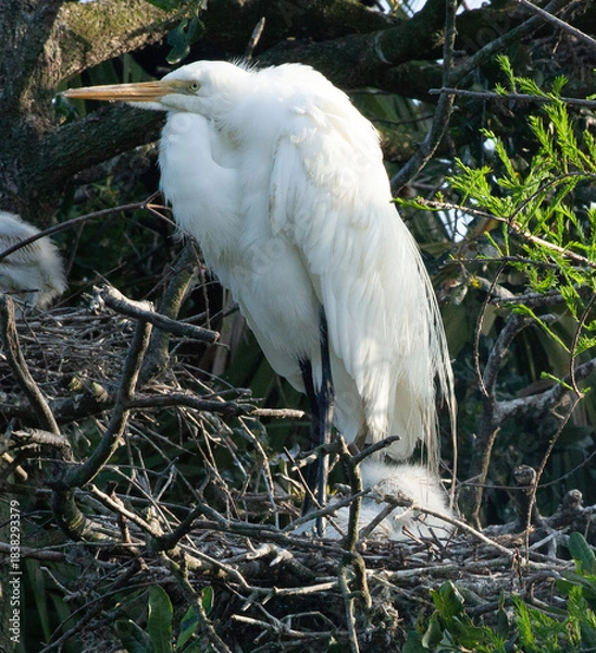 Obraz Great White Heron in a tree