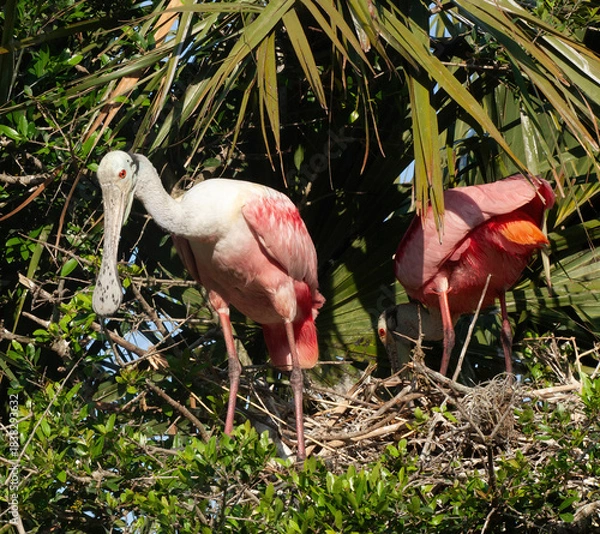 Obraz Roseate Spoonbill in a tree