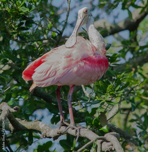 Obraz Roseate Spoonbill in a tree