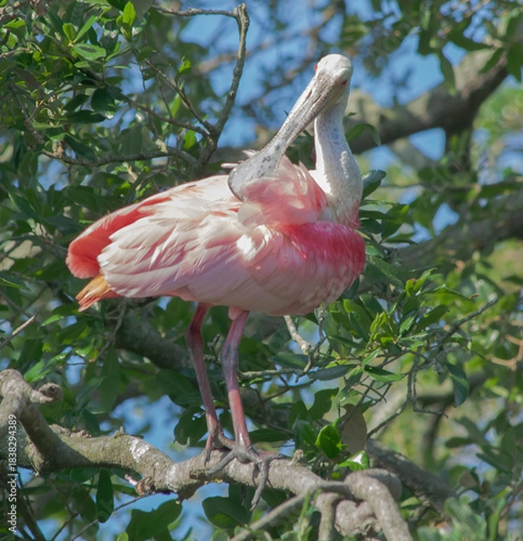 Obraz Roseate Spoonbill in a tree