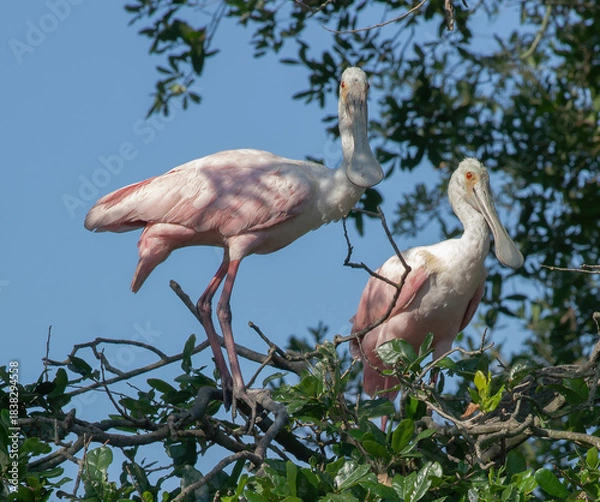 Obraz Roseate Spoonbill in a tree